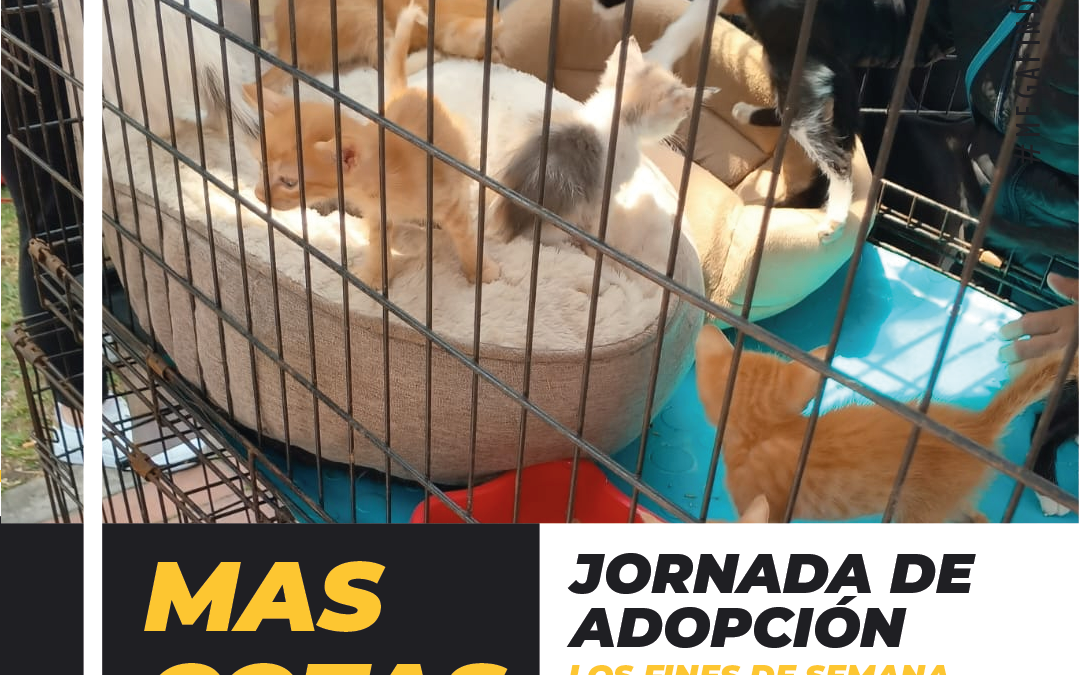 Jornada de Adopción: Fundación Sol Canino Ilumina los Corazones