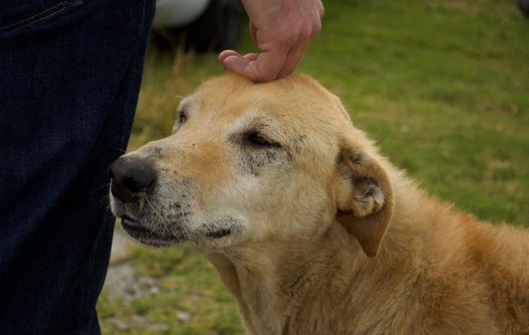 Adopta una mascota, las mascotas rescatadas cambian vidas