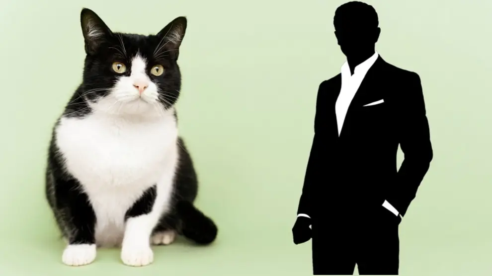 foto: Gatos tuxedo: El secreto de su elegante pelaje