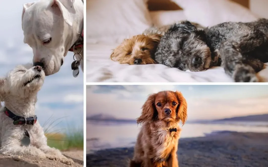 5 claves para cuidar a tu perro en sus últimos días