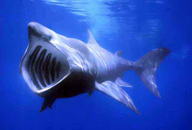 Hallan tiburón gigante en la Costa Brava