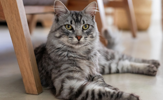foto: Síndrome del gato volador: qué es y cómo evitarlo