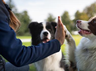 ¿Tu perro te entiende? Un estudio revela que sí