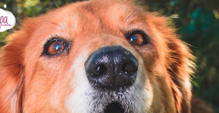 Mona, del abandono a la esperanza
