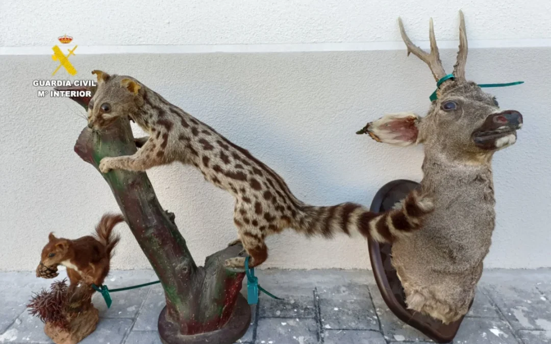 Investigan venta ilegal de animales disecados