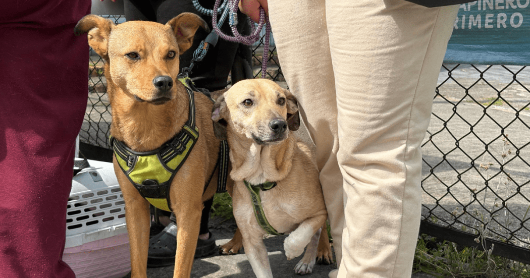 Primeros auxilios para mascotas gratis en Chapinero