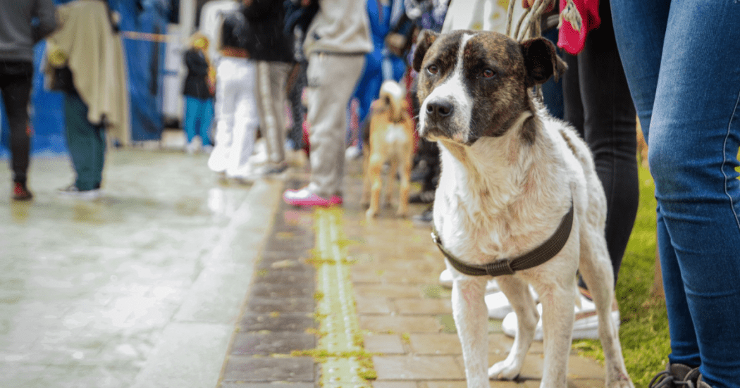 Jornadas veterinarias gratuitas en San Cristóbal