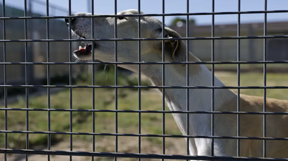 Crisis animal: sin chip, sin hogar