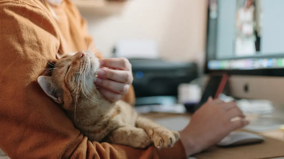 Tener mascotas mejora la salud mental tanto como una pareja, según un estudio
