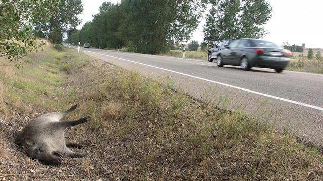 Animales implicados en uno de cada tres accidentes