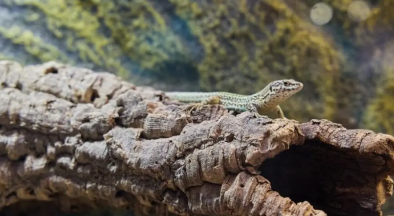 Nacen lagartijas pitiusas en el Zoo de Barcelona
