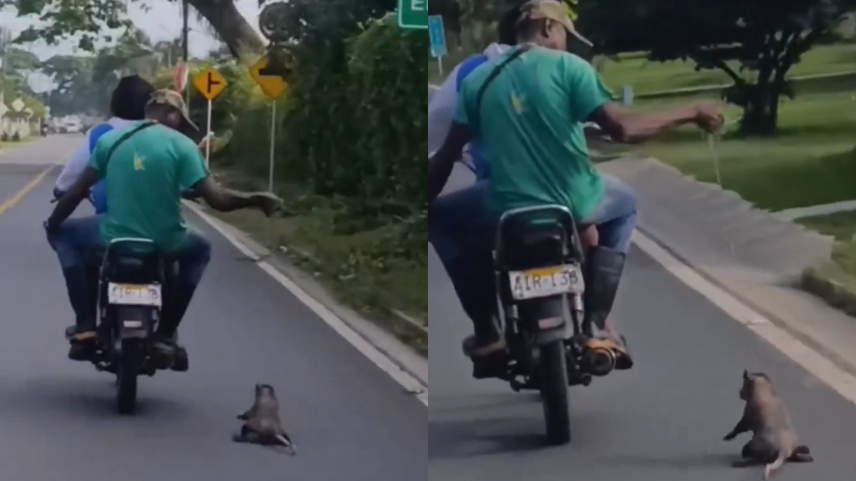 Rechazo por zarigüeya arrastrada por moto en el Cauca
