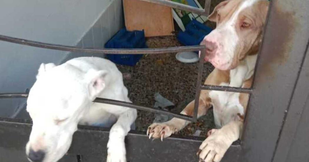 Rescatan a dos perros en abandono en San Cristóbal