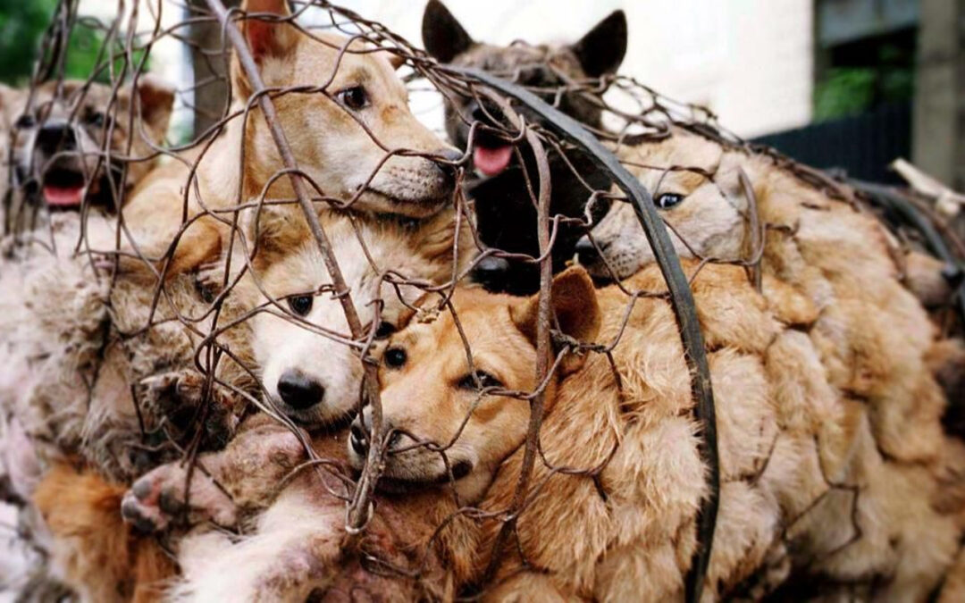 Corea deja la carne de perro, pero no a los perros