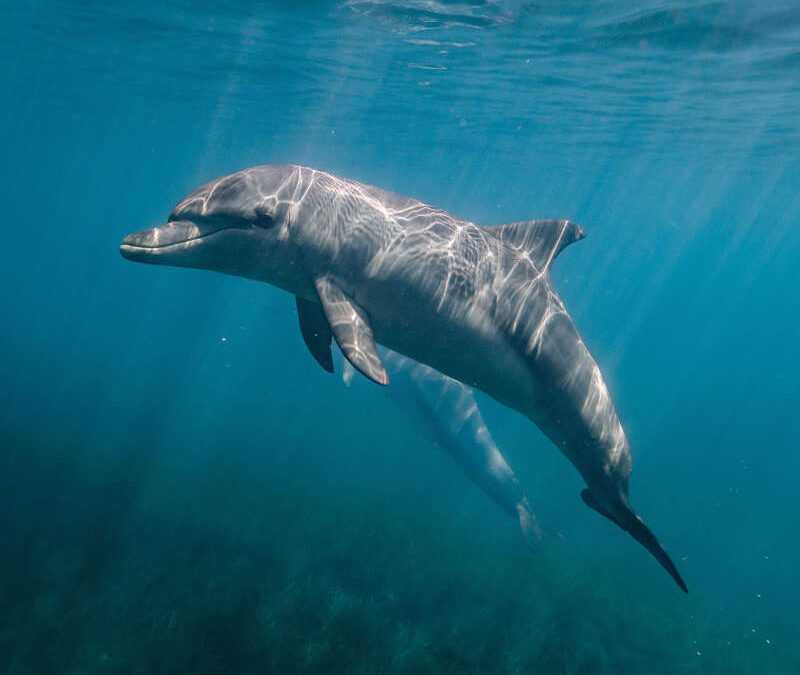 4 de julio: Día Mundial de los Delfines en Cautiverio