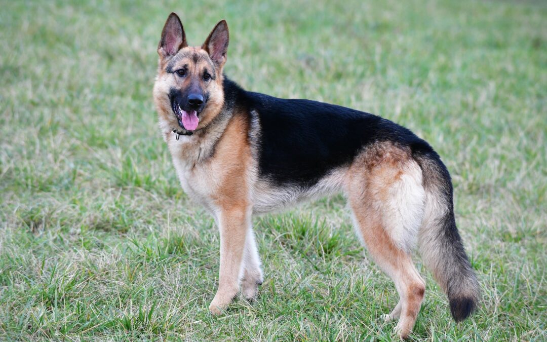 Sansón, el perro héroe del Ejército en Antioquia
